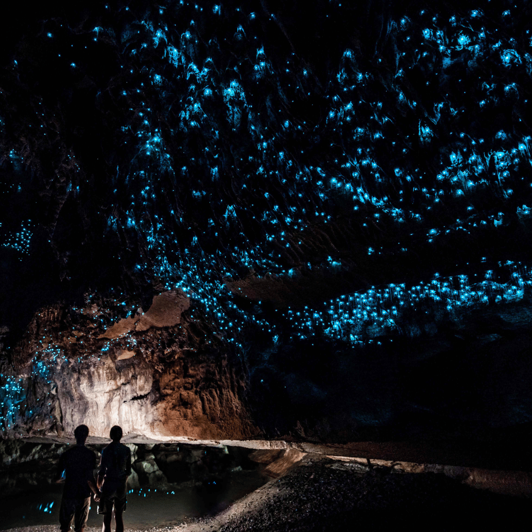 Waitomo Glowworm Caves